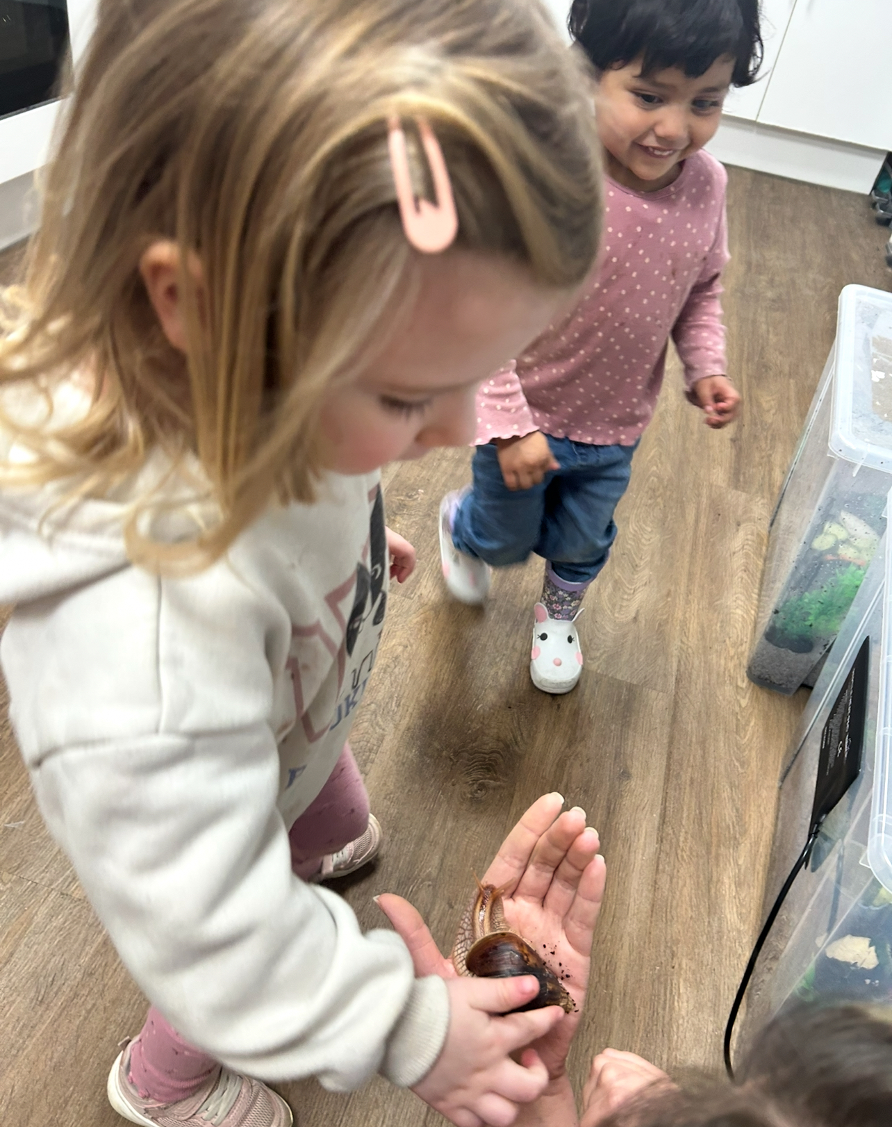 🐌💛 Our Giant African Snails Are Growing! 💛🐌
