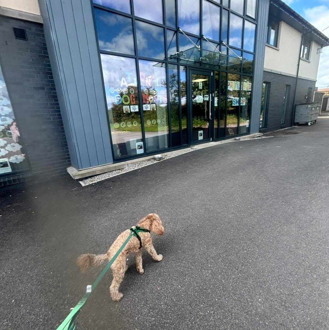 Donation to Mrs Murray’s Cat and Dog Home