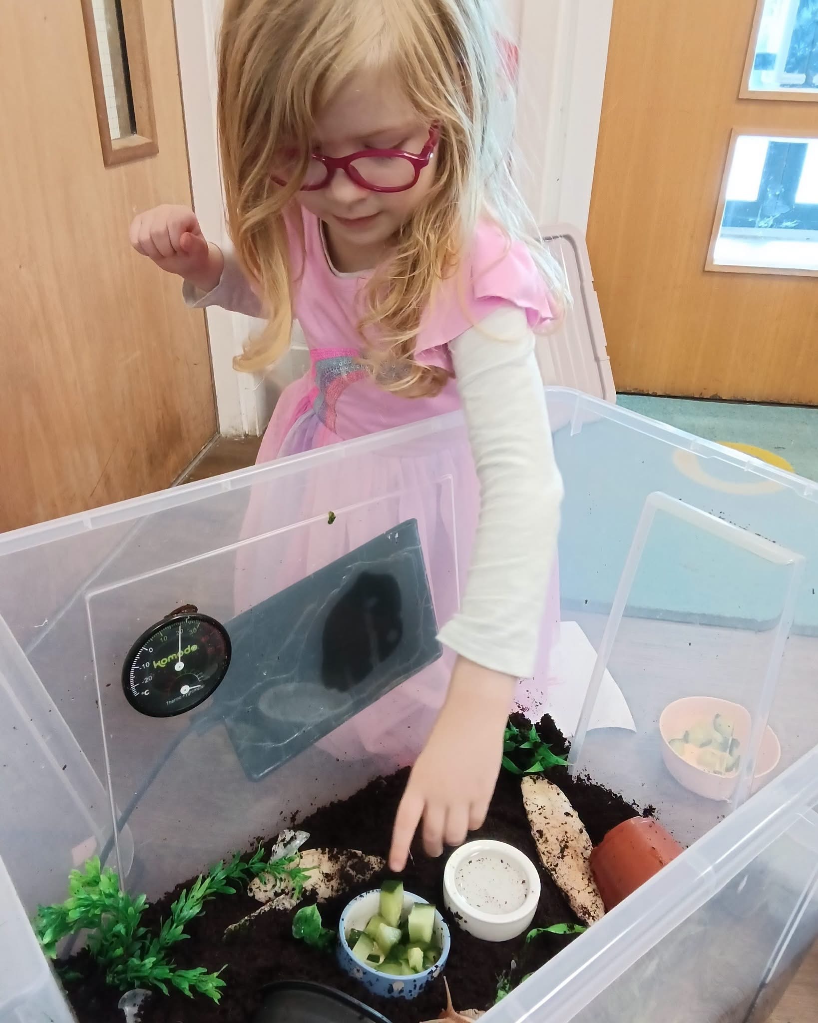 Snack time for our Giant African Snails! 🥬🐌